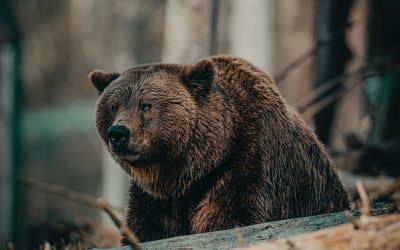 Brown Bear Native American Birth Totem