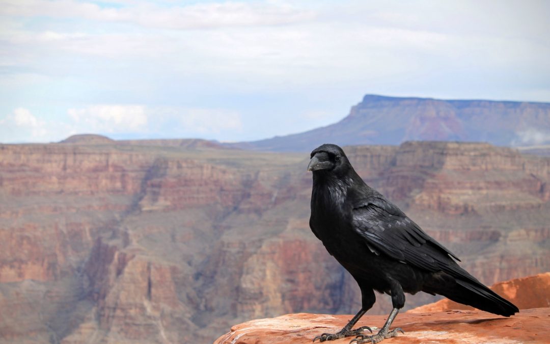 Crow: Native American Totem