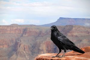 crow native american totem