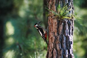 woodpecker totem