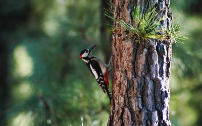 Flicker or Woodpecker Native American Totem