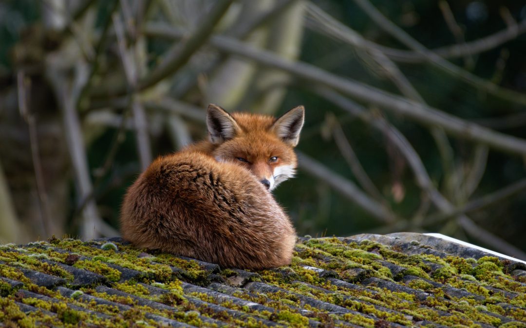 fox totem
