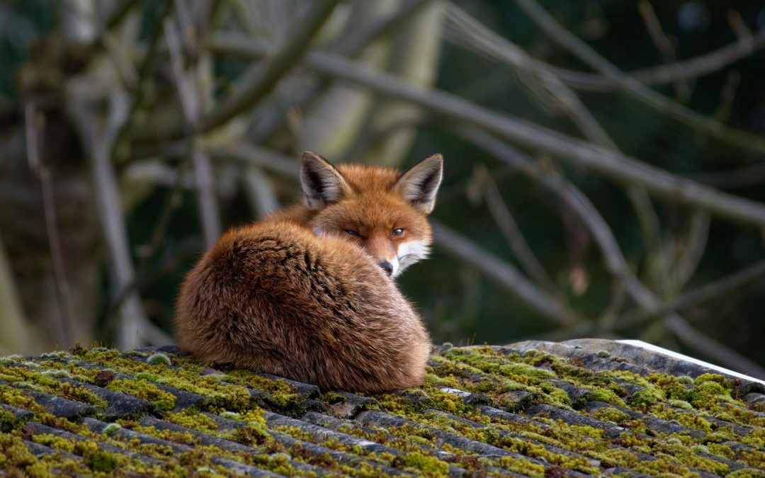 Red fox - animal