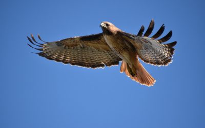 Native American Totem: Red-tailed Hawk