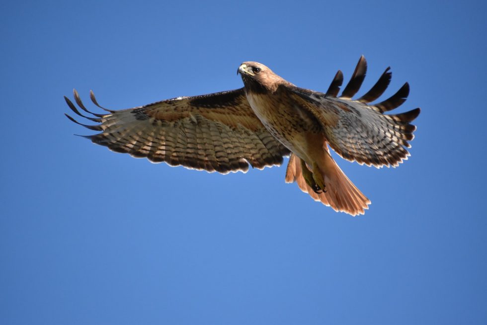 Native American Totem: Red-tailed Hawk - Native American Totems