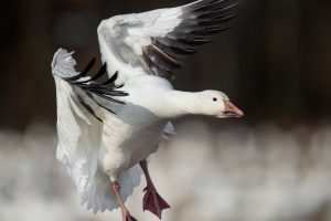 close-up photography of white flying goose during daytime