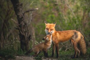 Fox mama and pup