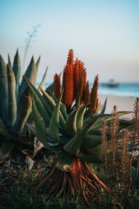Aloe plant in bloom