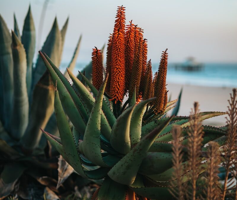Aloe plant in bloom