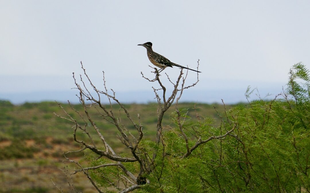 roadrunner bird in tree