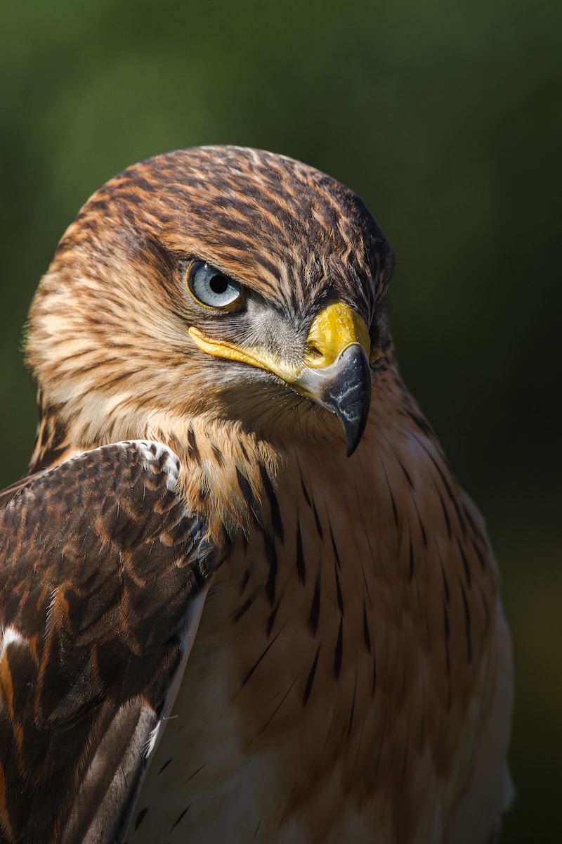 Red Hawk or Falcon Birth Totem