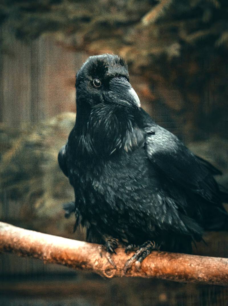 Raven or Crow Birth Totem